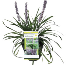 Plantă Liriope muscari ''Moneymaker'' în ghiveci