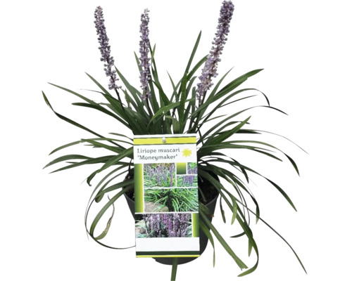 Plantă Liriope muscari ''Moneymaker'' în ghiveci