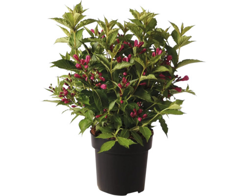 Weigelia înflorită în ghiveci