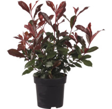 Photinia în ghiveci