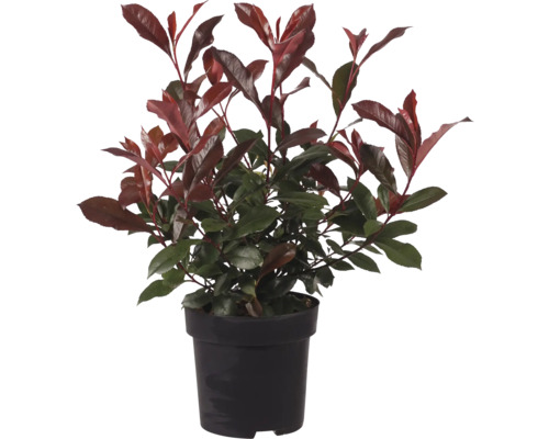 Photinia în ghiveci