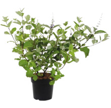 Plantă cu flori în ghiveci pentru interior și exterior
