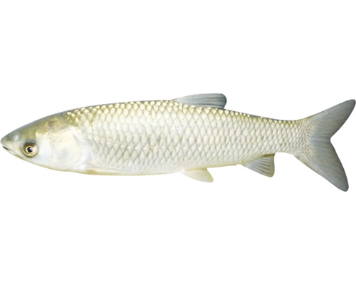 Prim-plan cu un clean