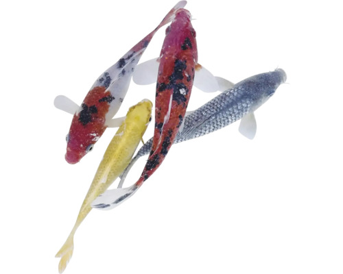 Mai mulți carasi koi în apă