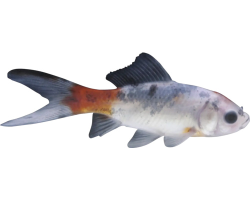 Pește caras auriu voalat