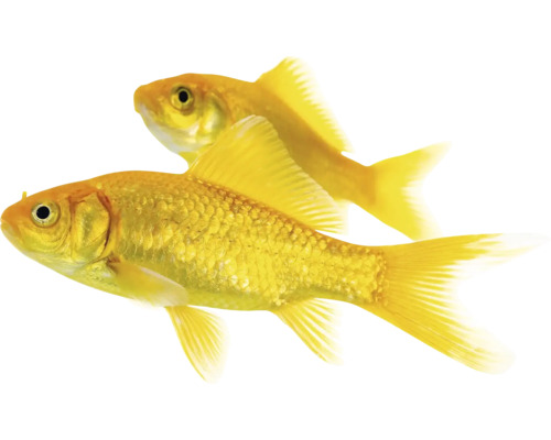 Doi pești aurii pentru iazul de grădină