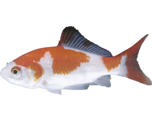 Peștișor auriu cometă portocaliu și alb