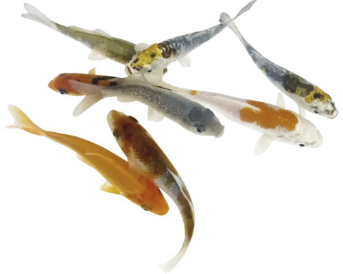 Grup de crapi koi pentru iazul de grădină