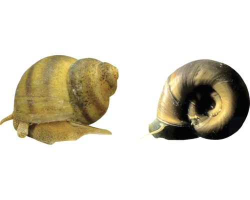 Doi melci Pomacea pentru acvarii
