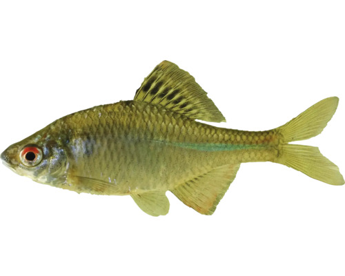 Pește Rasbora Trigonostigma heteromorpha