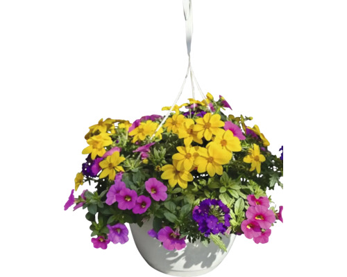 Coș suspendat cu flori galbene și violet