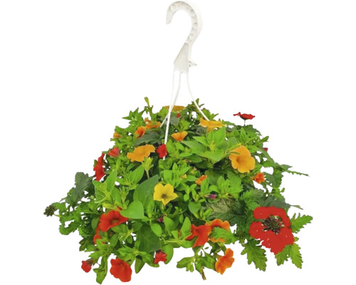 Plantă suspendată cu flori colorate și frunze verzi