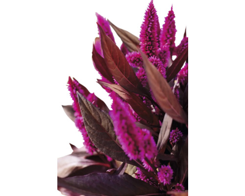 Prim-plan al unei flori de creasta-cocoș cu pene, cu frunze