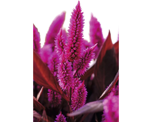 Creasta cocoșului FloraSelf Celosia argentea ghiveci Ø 20 cm