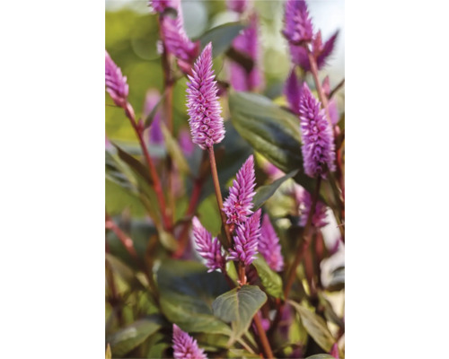 Prim-plan al unei plante Celosia cu inflorescențele sale caracteristice