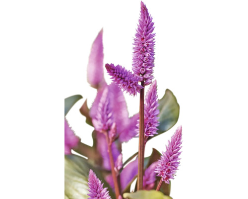 Plantă de amarant cu inflorescențe erecte, liliachii.