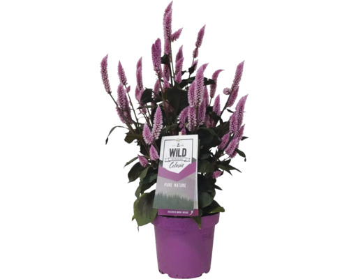 Planta Celosia într-un ghiveci