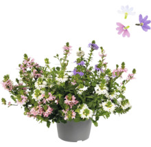Plantă Scaevola înflorită în ghiveci cu flori roz, albe și mov