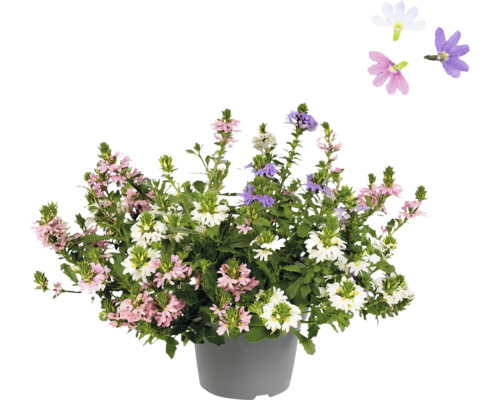 Plantă Scaevola înflorită în ghiveci cu flori roz, albe și mov