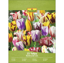 Pachet de lalele amestec Rembrandt de la FloraSelf cu 15 bulbi