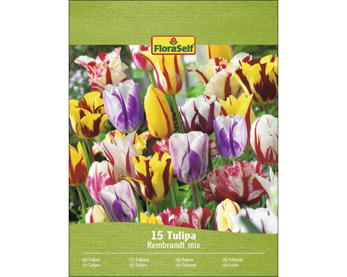 Pachet de lalele amestec Rembrandt de la FloraSelf cu 15 bulbi