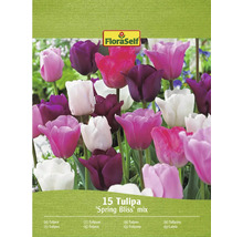 FloraSelf Lalele Spring Bliss Mix, pachet cu 15 bucăți