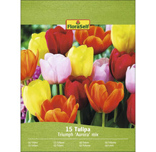 Pachet de lalele Triumph Aurora Mix cu 15 bucăți