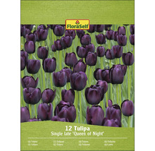 Pachet cu 12 lalele Queen of Night