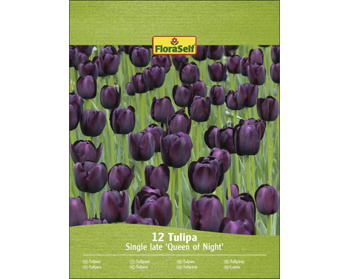 Pachet cu 12 lalele Queen of Night