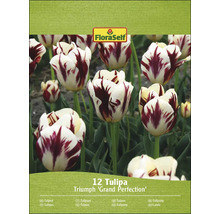 Pachet cu 12 lalele FloraSelf Triumph ''Grand Perfection''