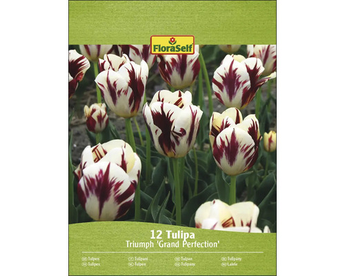 Pachet cu 12 lalele FloraSelf Triumph ''Grand Perfection''