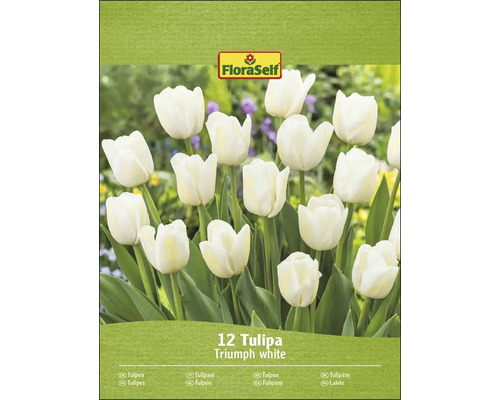 FloraSelf Lalele albe Triumph, 12 bucăți