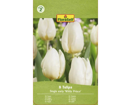 Pachet FloraSelf cu 8 lalele din soiul Single early White Prince
