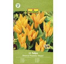 Pachet de lalele Botanical Praestans soiul ''Shogun'' cu mențiunea prietenos cu albinele