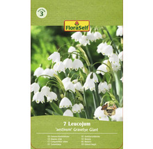 Pachet cu șapte ghiocei bogați de vară, varietatea Gravetye Giant, de la FloraSelf