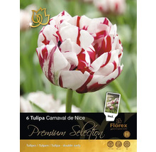 Pachet cu șase bulbi de lalele Tulipa Carnaval de Nice
