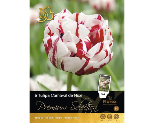 Pachet cu șase bulbi de lalele Tulipa Carnaval de Nice