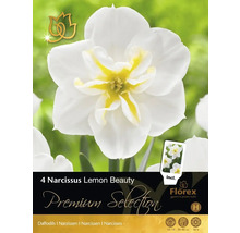Pachet cu patru bulbi de Narcissus Lemon Beauty