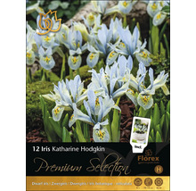12 bulbi de iris Katharine Hodgkin
