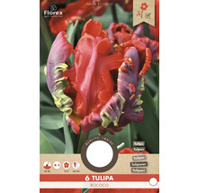 6 bulbi de lalele Tulipa Rococo