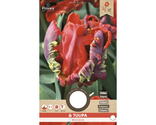 6 bulbi de lalele Tulipa Rococo