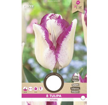 Pachet bulbi de lalele Tulipa Affaire