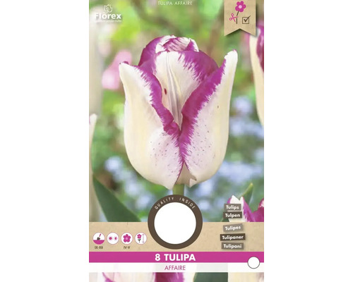 Pachet bulbi de lalele Tulipa Affaire