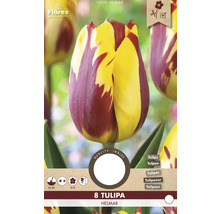 Pachet de bulbi de lalele Tulipa Helmar cu opt lalele