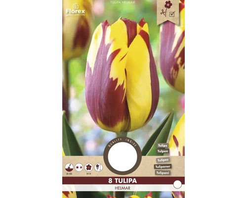 Pachet de bulbi de lalele Tulipa Helmar cu opt lalele