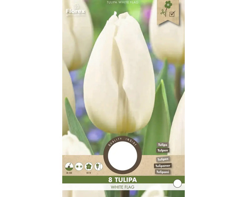 Pachet cu opt lalele din soiul White Flag