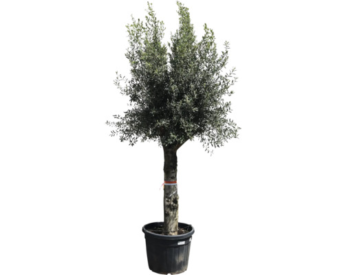 Măslin Olea Europaea circumferința 35-55 cm H ca. 200 cm