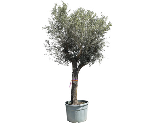 Măslin Olea Europaea circumferința 55-77 cm H ca. 300 cm
