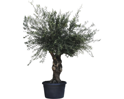 Măslin Olea Europaea circumferința 45-65 cm H ca. 200 cm