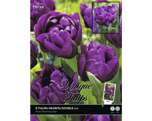 8 bulbi de lalele Tulipa Negrita Double, lalea cu flori de bujor